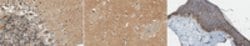 SMUG1 Rabbit anti-Human, Polyclonal, MilliporeSigma 100 &mu;g;Unconjugated:Antibodies,